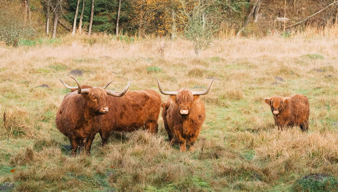MiljøWeb