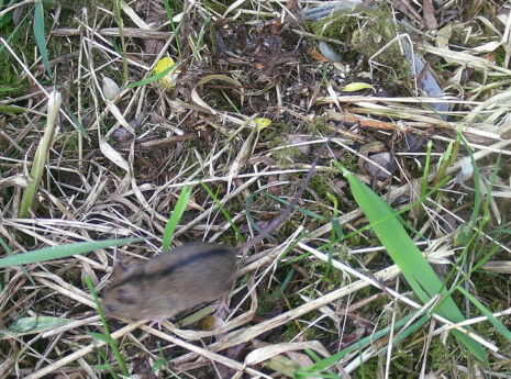Mus løber gennem græs og blade i naturen.