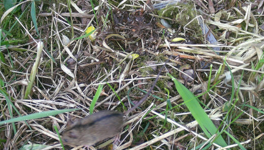 Mus løber gennem græs og blade i naturen.